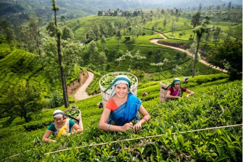 Những trải nghiệm nên thử khi du lịch Sri Lanka